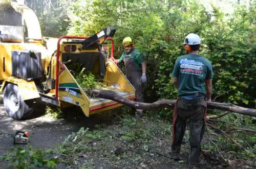 tree services Lyons